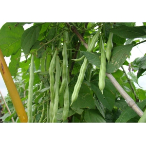 四季豆种植技术