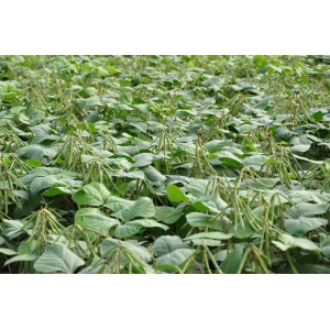 绿豆种植时间的选择及技术