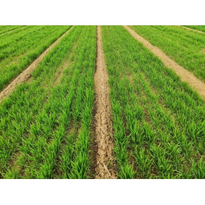 小麦规范化播种技术要点