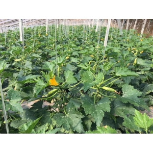 大棚西葫芦精心管护