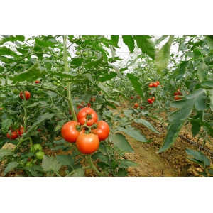 番茄“颜面”保护四妙招