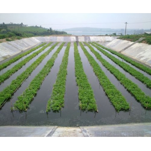 水生空心菜种植技术要点解析