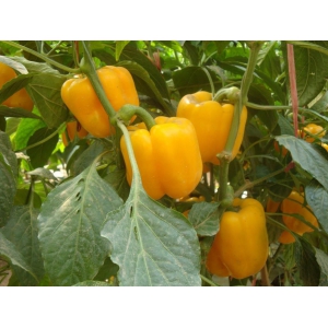 彩椒种植管理技术要点
