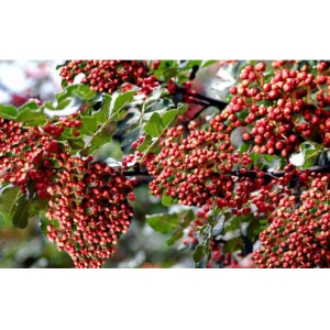 花椒要怎么灌水和施肥