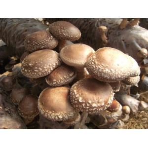 木箱栽培香菇的方法