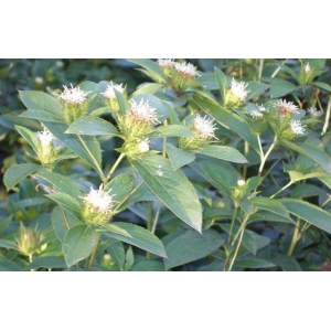 苍术怎么种？苍术种植方法介绍