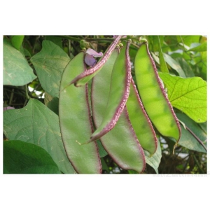 扁豆怎么种才能高产？扁豆种植技术介绍