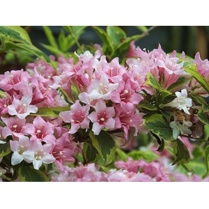 锦带花的花期是什么时候？锦带花生长习性和养殖方法
