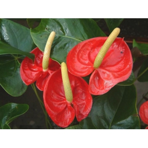 怎么养好火鹤花？火鹤花的养殖方法介绍