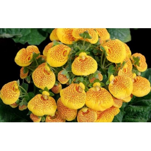 蒲包花怎么种？蒲包花的种植和养护方法