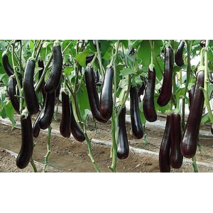 茄子怎么施肥才能高产？茄子施肥注意事项