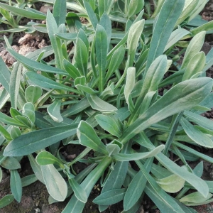 面条菜怎么种？面条菜的种植技术和管理方法