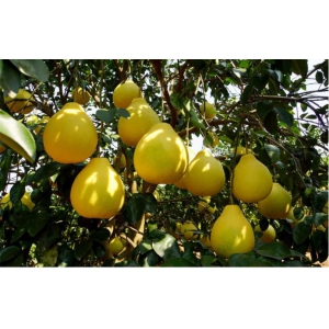 柚子好种吗？柚子种植技术介绍