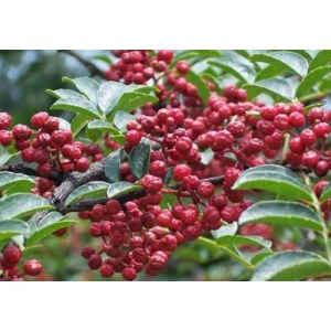 花椒树怎么种？花椒树种植管理技术介绍