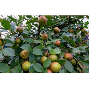 怎么种好油茶树？油茶树种植技术介绍