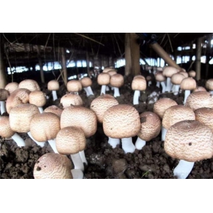 蘑菇怎么追肥？蘑菇种植施肥方法介绍