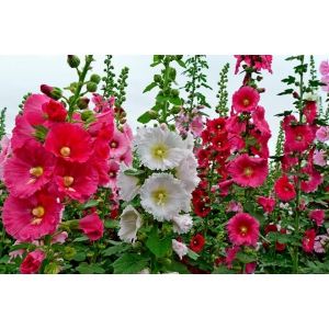 蜀葵怎么种？蜀葵的种植技术介绍