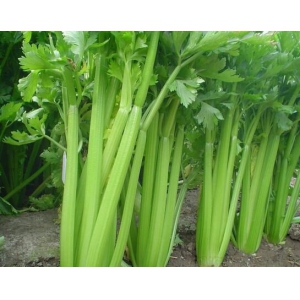 芹菜为什么会出现空心？芹菜空心的原因有哪些？