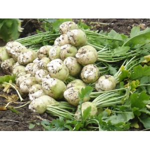 大头菜怎么施肥？大头菜高产施肥技术