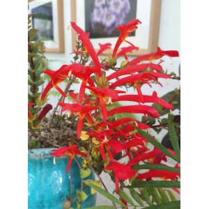 鲸鱼花好养吗？鲸鱼花的养殖方法和注意事项