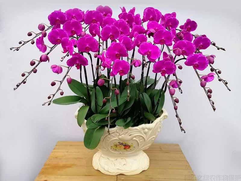 蝴蝶兰怎么养才能让它花开得又多又好(图1) 蝴蝶兰怎么养才能让它花开得又多又好(图1)